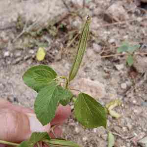 Tossa jute(Corchorus olitorius)
