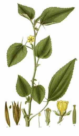 Tossa jute(Corchorus olitorius)