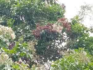 Ecuador laurel(Cordia alliodora)