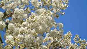 Ecuador laurel(Cordia alliodora)