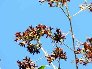 Ecuador laurel(Cordia alliodora)