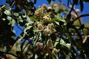 Ecuador laurel(Cordia alliodora)