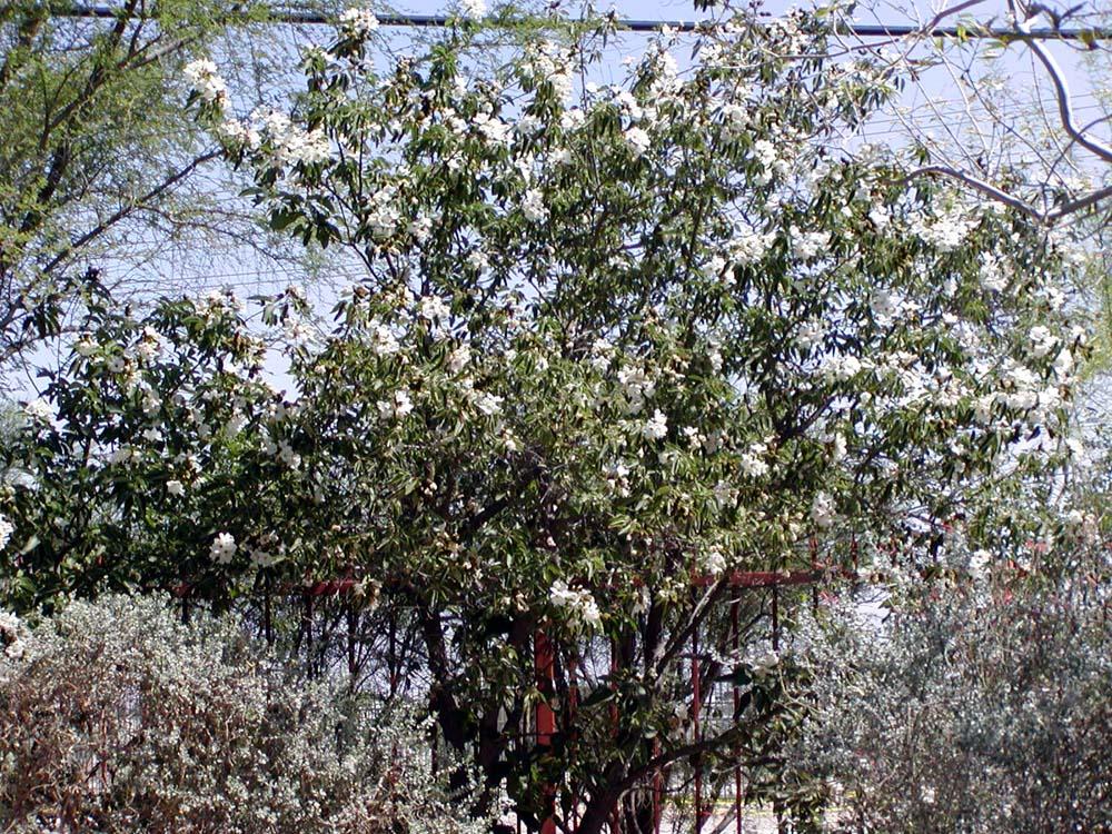 Mexican olive(Cordia boissieri)