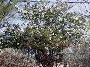 Mexican olive(Cordia boissieri)