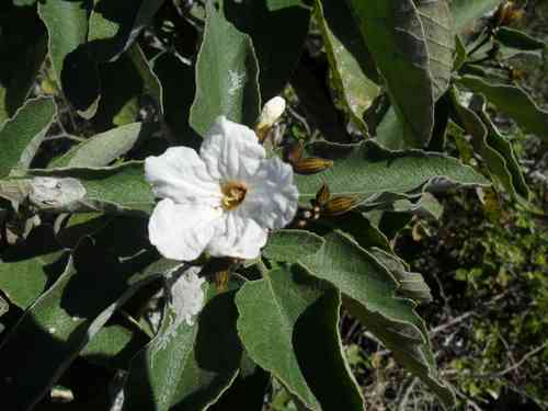 Mexican olive(Cordia boissieri)
