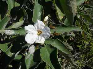 Mexican olive(Cordia boissieri)