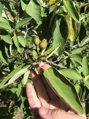 Mexican olive(Cordia boissieri)