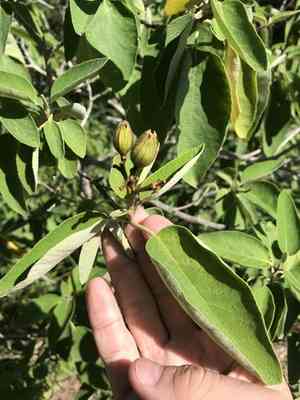 Mexican olive(Cordia boissieri)