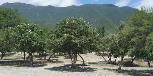 Mexican olive(Cordia boissieri)