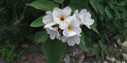 Mexican olive(Cordia boissieri)