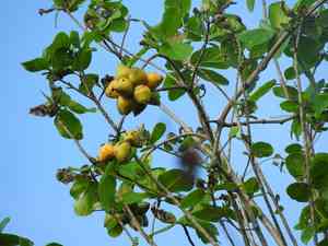 Ziricote(Cordia dodecandra)