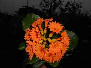 Ziricote(Cordia dodecandra)