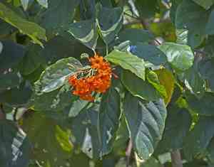 Ziricote(Cordia dodecandra)