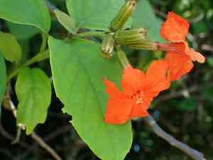 Geiger Tree(Cordia sebestena)