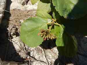 Geiger Tree(Cordia sebestena)
