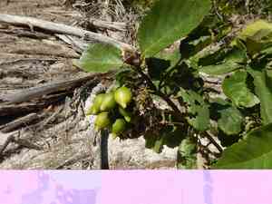 Geiger Tree(Cordia sebestena)