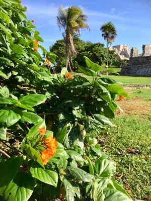 Geiger Tree(Cordia sebestena)