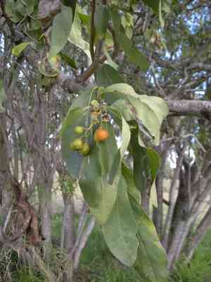 Manjacks (Cordia)(Cordia)