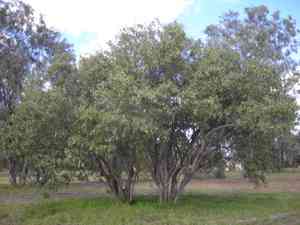 Manjacks (Cordia)(Cordia)