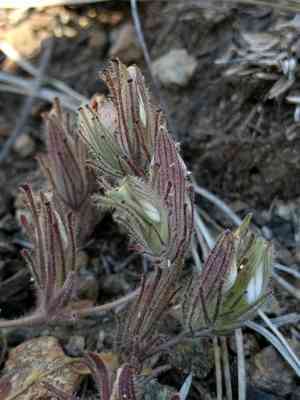 Mt. diablo bird's-beak(Cordylanthus nidularius)