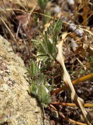 Mt. diablo bird's-beak(Cordylanthus nidularius)