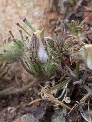 Mt. diablo bird's-beak(Cordylanthus nidularius)