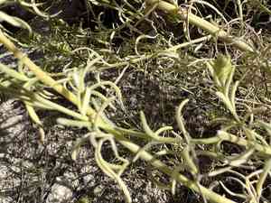 Bushy bird's beak(Cordylanthus ramosus)