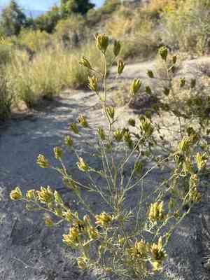 Bushy bird's beak(Cordylanthus ramosus)