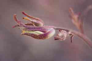 Pennell's bird's beak(Cordylanthus tenuis)