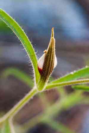 Pennell's bird's beak(Cordylanthus tenuis)