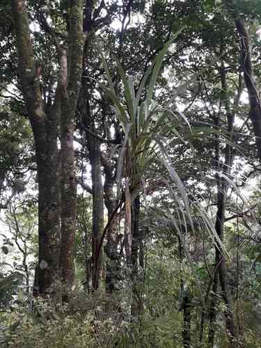 Forest cabbage tree(Cordyline banksii)