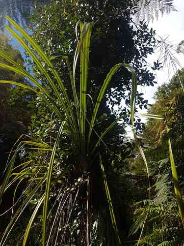 Forest cabbage tree(Cordyline banksii)