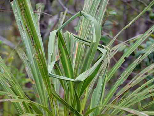 Forest cabbage tree(Cordyline banksii)