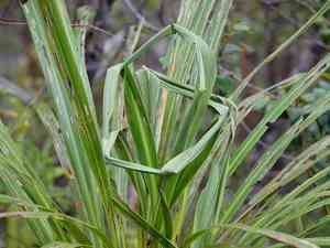 Forest cabbage tree(Cordyline banksii)