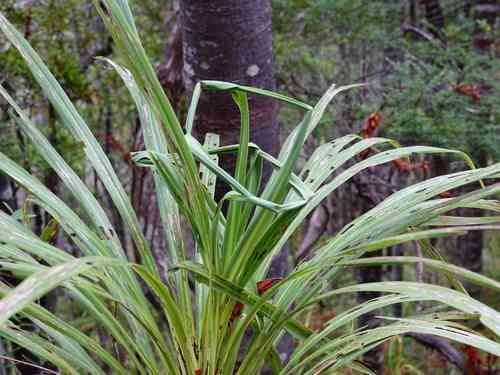Forest cabbage tree(Cordyline banksii)