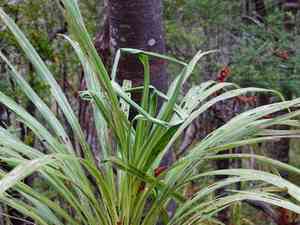Forest cabbage tree(Cordyline banksii)