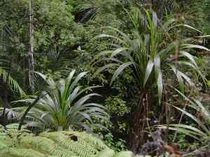 Forest cabbage tree(Cordyline banksii)