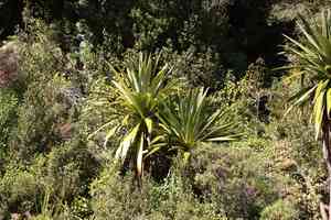 Mountain cabbage tree(Cordyline indivisa)