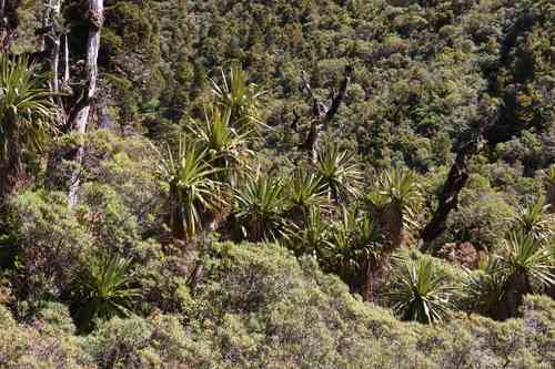 Mountain cabbage tree(Cordyline indivisa)