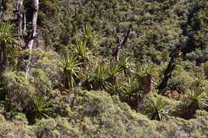 Mountain cabbage tree(Cordyline indivisa)