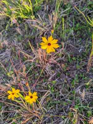 Leavenworth's Tickseed(Coreopsis leavenworthii)