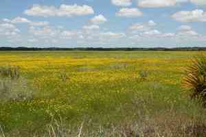 Leavenworth's Tickseed(Coreopsis leavenworthii)
