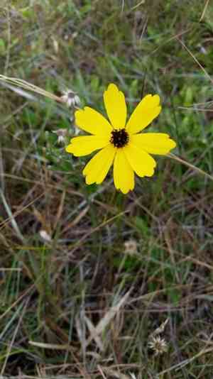 Leavenworth's Tickseed(Coreopsis leavenworthii)