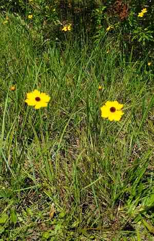 Leavenworth's Tickseed(Coreopsis leavenworthii)