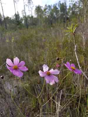 Georgia tickseed(Coreopsis nudata)