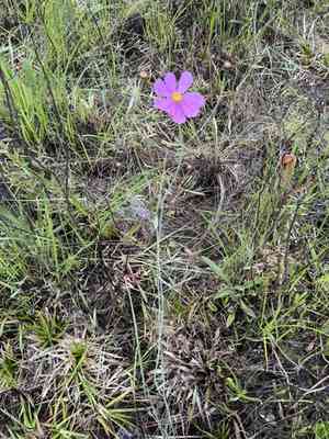 Georgia tickseed(Coreopsis nudata)