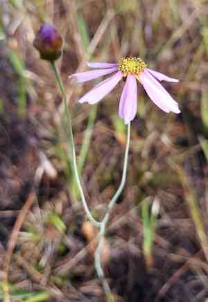 Georgia tickseed(Coreopsis nudata)