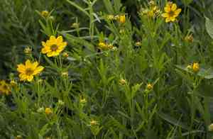 Stiff tickseed(Coreopsis palmata)