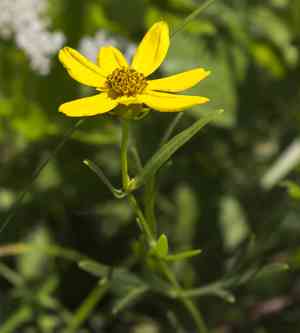 Stiff tickseed(Coreopsis palmata)