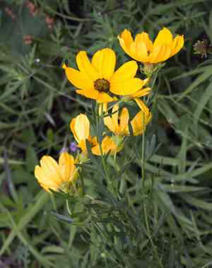 Stiff tickseed(Coreopsis palmata)